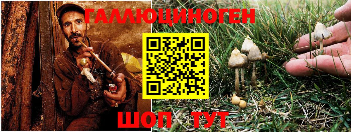 Псилоцибиновые грибы Psilocybine cubensis Десногорск
